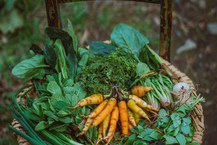 Qué sembrar en febrero