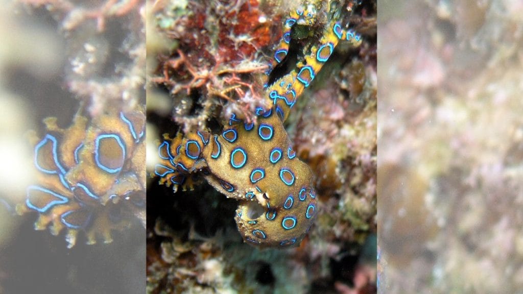 pulpo de anillos azules