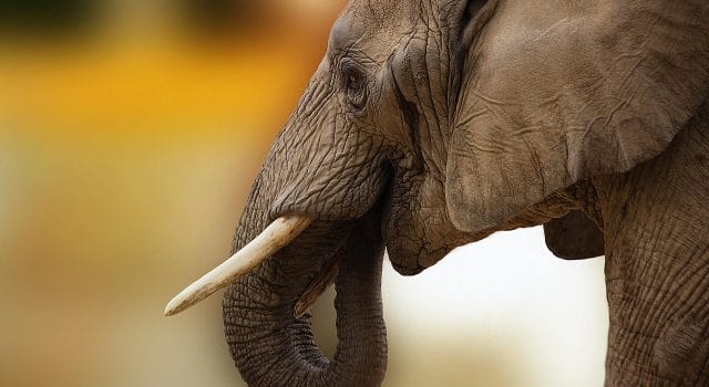 Un tren de pasajeros mata a 7 elefantes que cruzaban las vías en el noreste de India