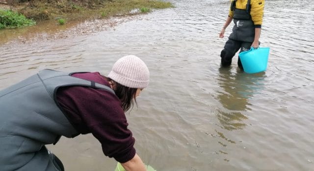 El esturión vuelve a asomarse al Ebro tras una nueva suelta experimental por parte del MITECO