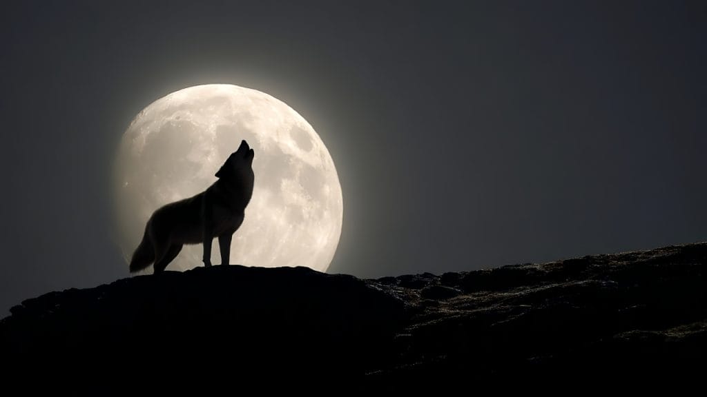 superluna del lobo