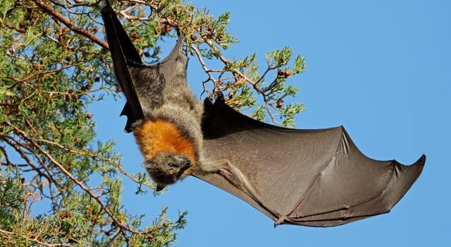 Una ola de calor extrema deja miles de murciélagos muertos en Australia