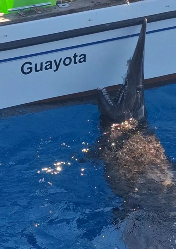 tiburón duende