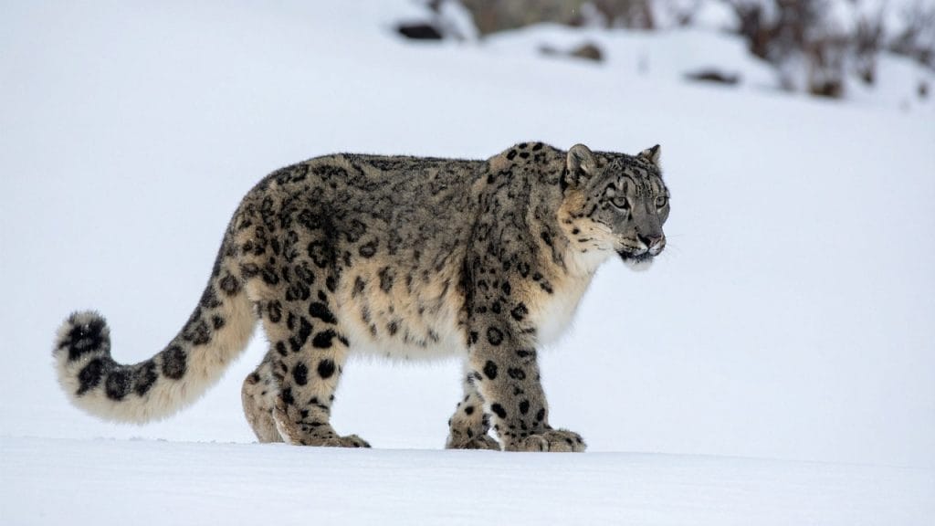leopardo de las nieves