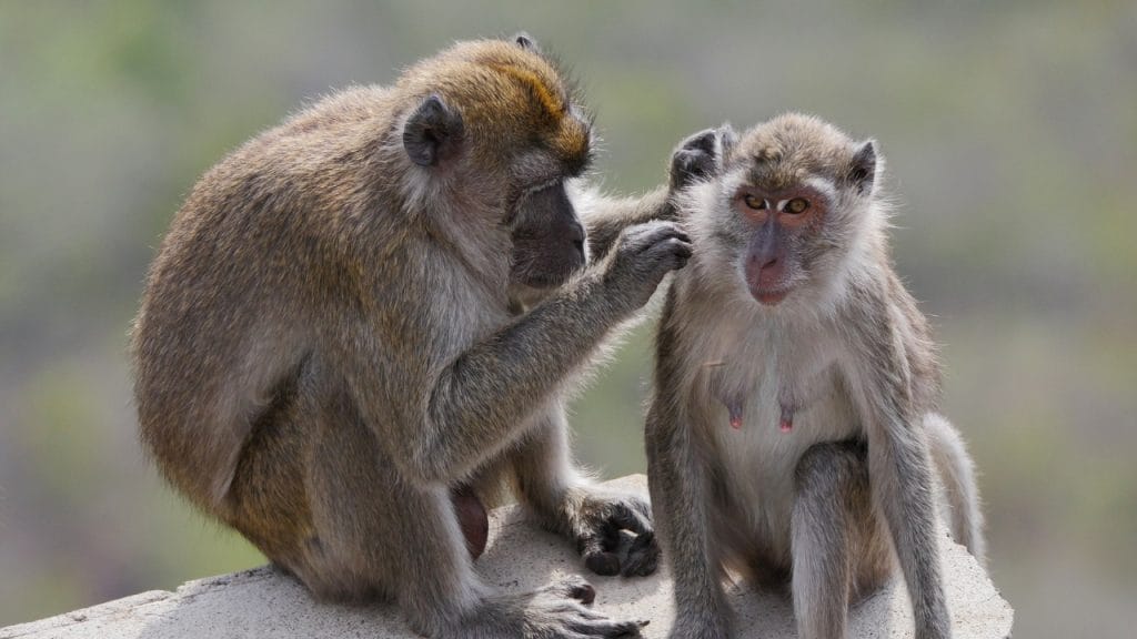Grooming en macacos
