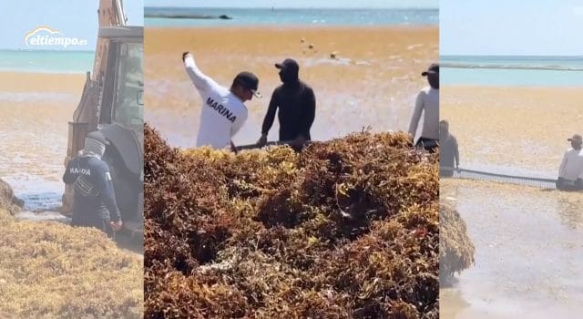 Una invasión marrón llega antes de lo previsto: el sargazo ya se acumula en las playas del Caribe