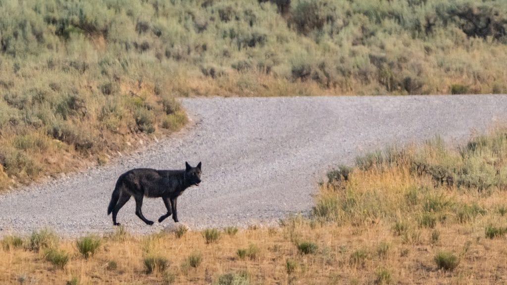 loba Yellowstone
