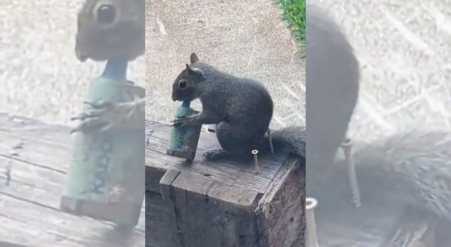 Ardillas «vapeando» en Londres: lo que parece viral esconde un problema ambiental