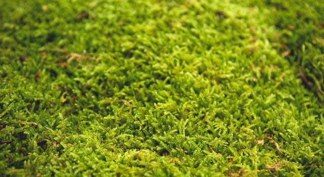 El musgo conquista el asfalto: la revolución verde que podría cambiar para siempre las ciudades