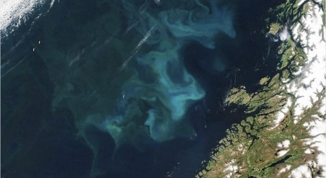 El océano se vuelve negro: la luz desaparece bajo el agua y amenaza con colapsar la vida marina