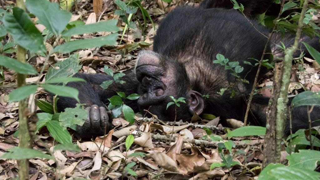 guerra civil chimpancés