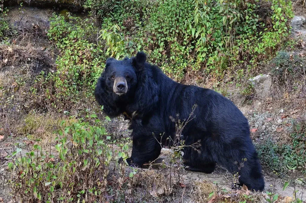 el-plan-de-japon-contra-los-ataques-de-osos Oisharya Banerjee Animal web