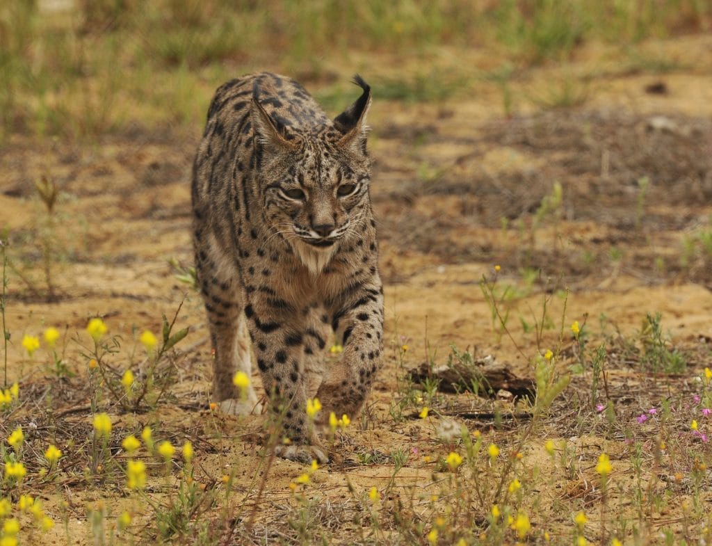 Lince iberico caza gatos Toledo