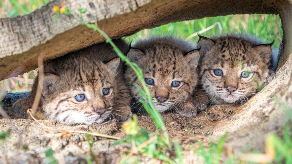 lince ibérico