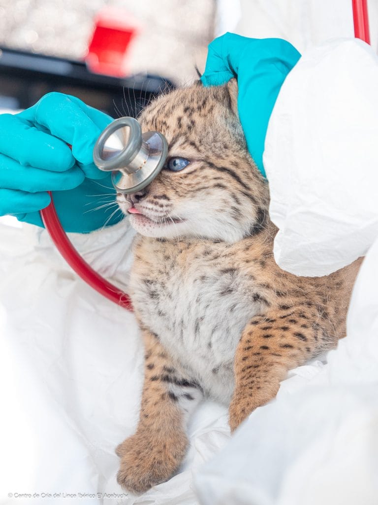 lince ibérico