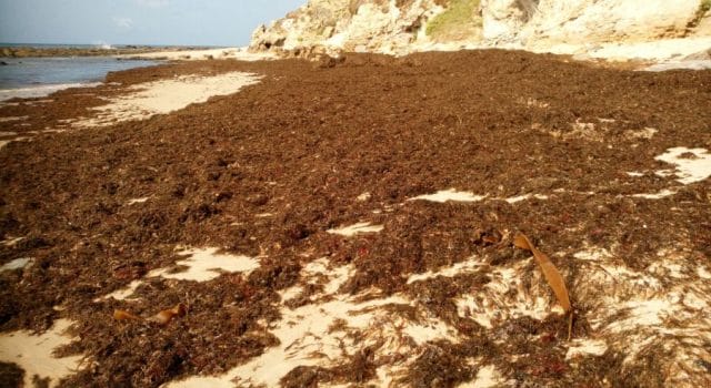 Las playas de Andalucía, bajo presión: el alga invasora ya amenaza a 40 municipios