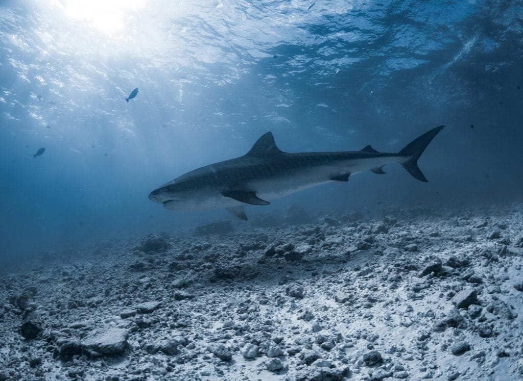 muere-un-pescador-atacado-por-un-tiburon-blanco-de-cuatro-metros-en-australia (2)
