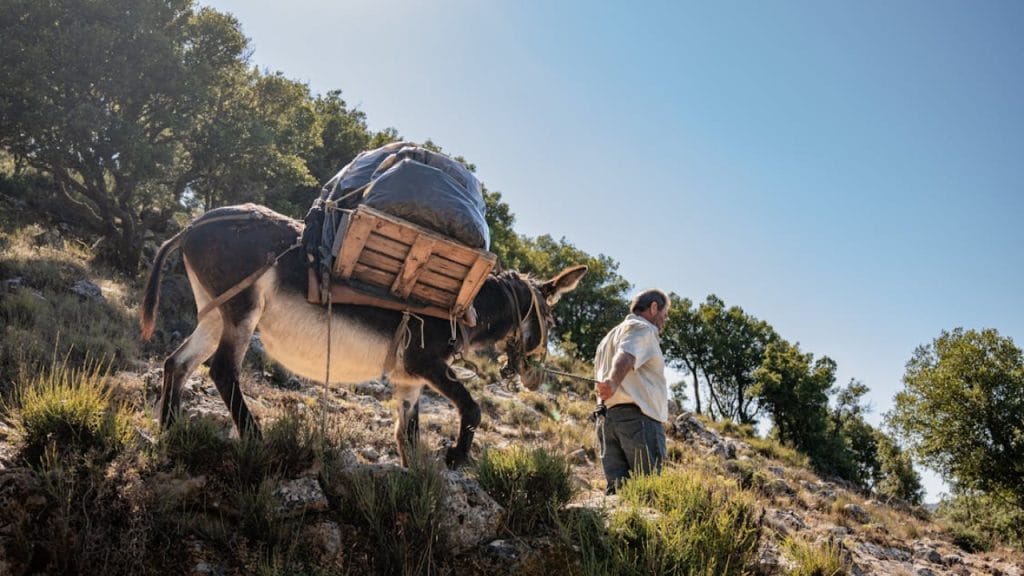 Camino-Santiago-burro