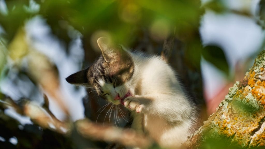rescate-gato