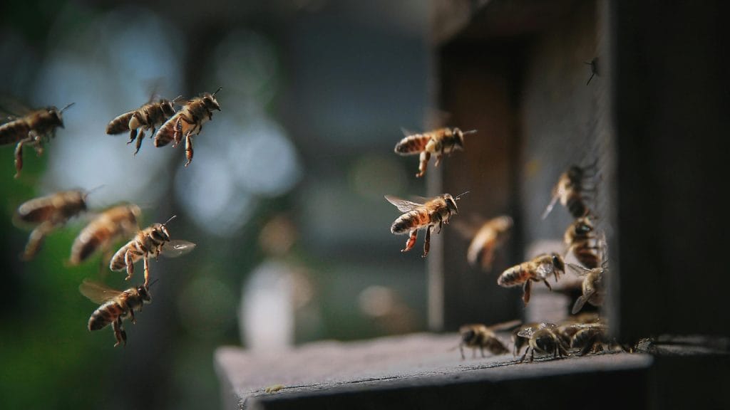 emergencia-abejas