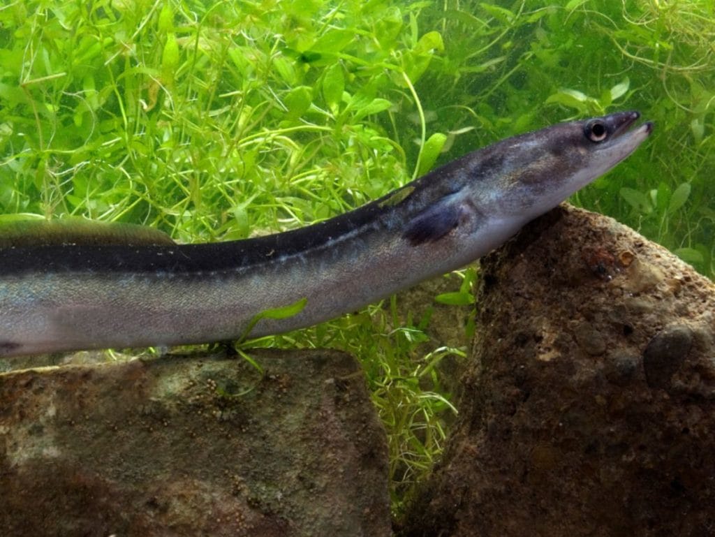 Fuente de imagen: IUCN