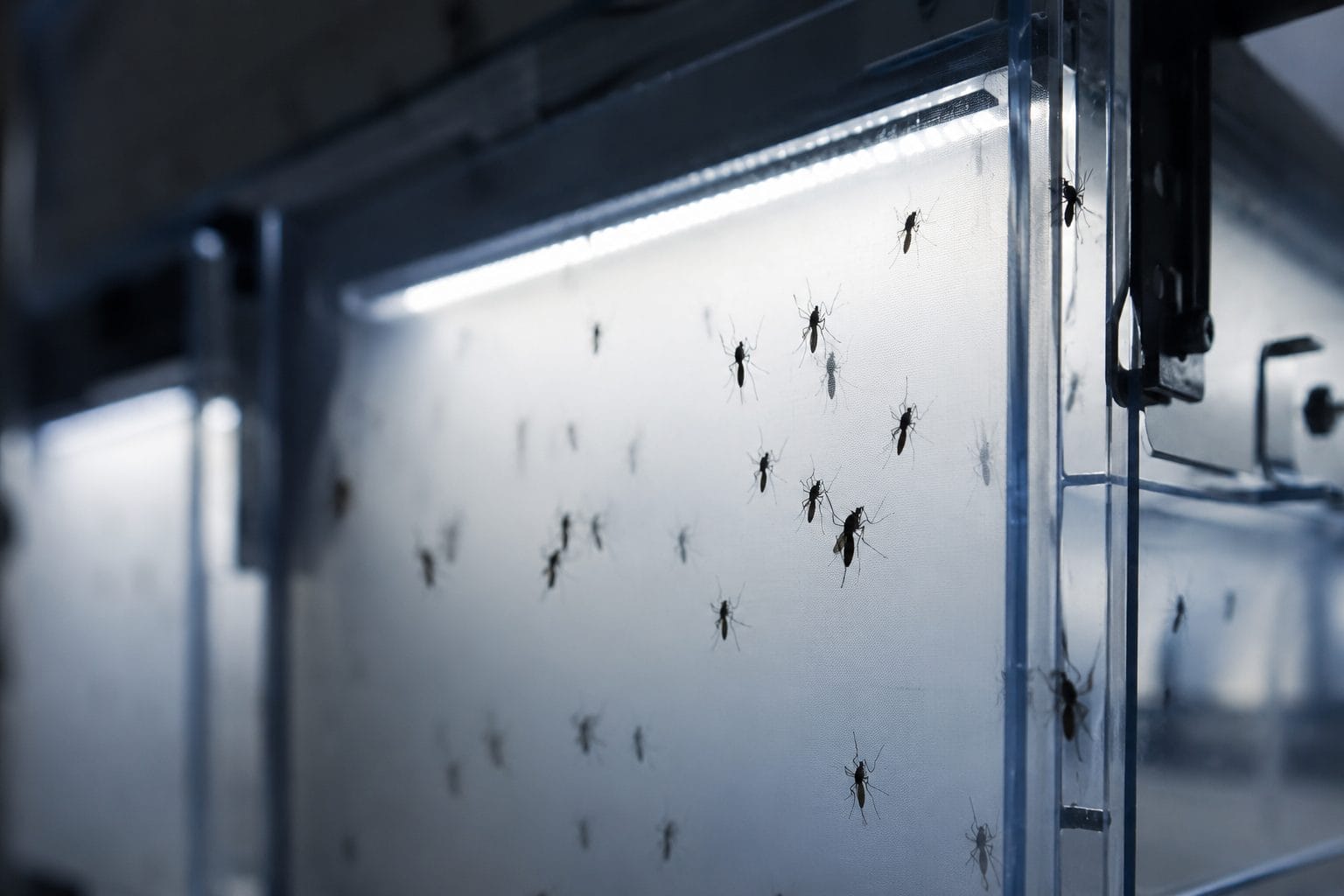 Photo: El Tiempo Le programme Debug : une stratégie de contrôle biologique