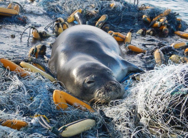 Día de los Océanos: océanos más limpios y con menos plástico