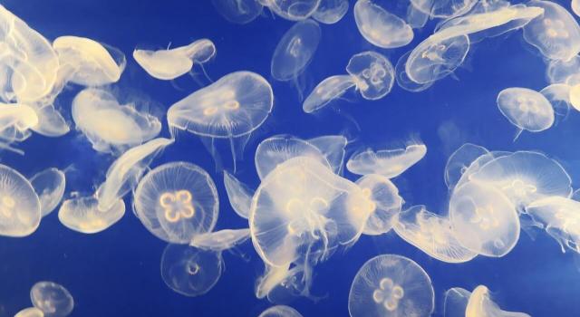 Medusas en verano: ¿por qué pueden invadir las playas?