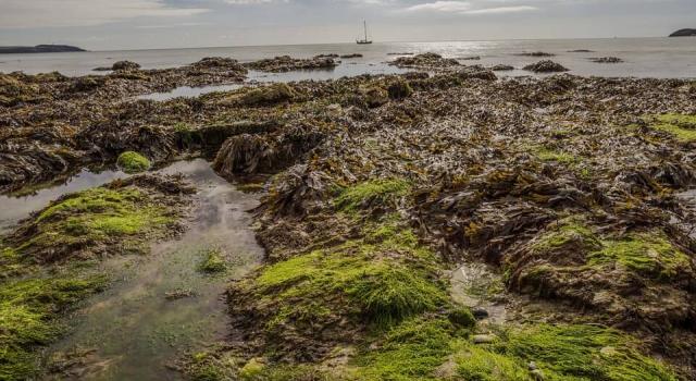 ¿Por qué las playas de Cádiz se han llenado de algas invasoras?