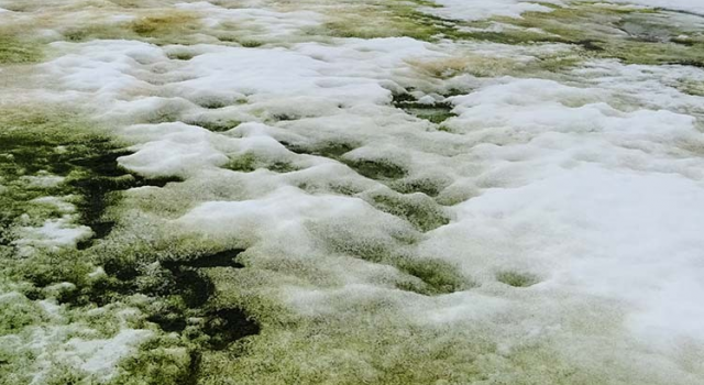 La nieve de Antártida se tiñe de verde y estos son los motivos