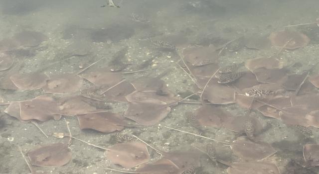 Cientos de mantas rayas se acercan al litoral de Miami en busca de oxígeno