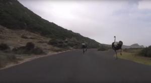 Un avestruz se cuela en esta vuelta ciclista