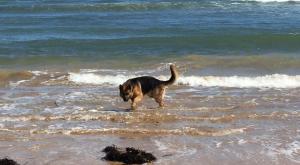 Las mejores playas para perros de España