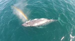 Esta ballena con 'súper-poderes' se hace viral