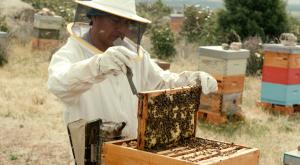 Día Mundial de las Abejas: ¿por qué son vitales para nuestra vida?