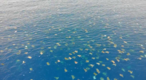64.000 tortugas en peligro de extinción anidan cerca de la Gran Barrera de Coral