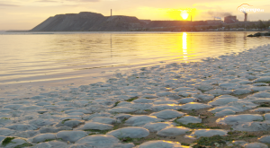Millones de medusas muertas en playas de todo el mundo