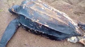 Siete bolsas de plástico y una caja de detergente dentro de esta tortuga en Almería