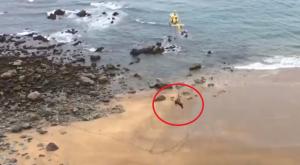 Increíble rescate de un toro en una playa asturiana tras el temporal