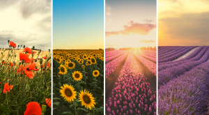 Ruta por los mejores paisajes en flor de España