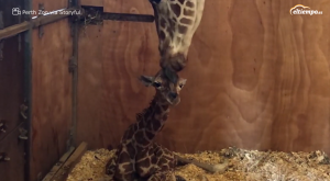 El primer "baño" de esta jirafa recién nacida
