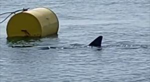 Un tiburón blanco, avistado en la costa de A Coruña
