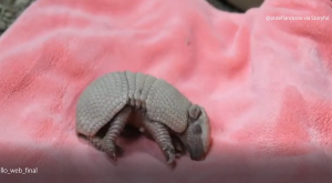 Nace un nuevo bebé de armadillo en el zoo de Washington