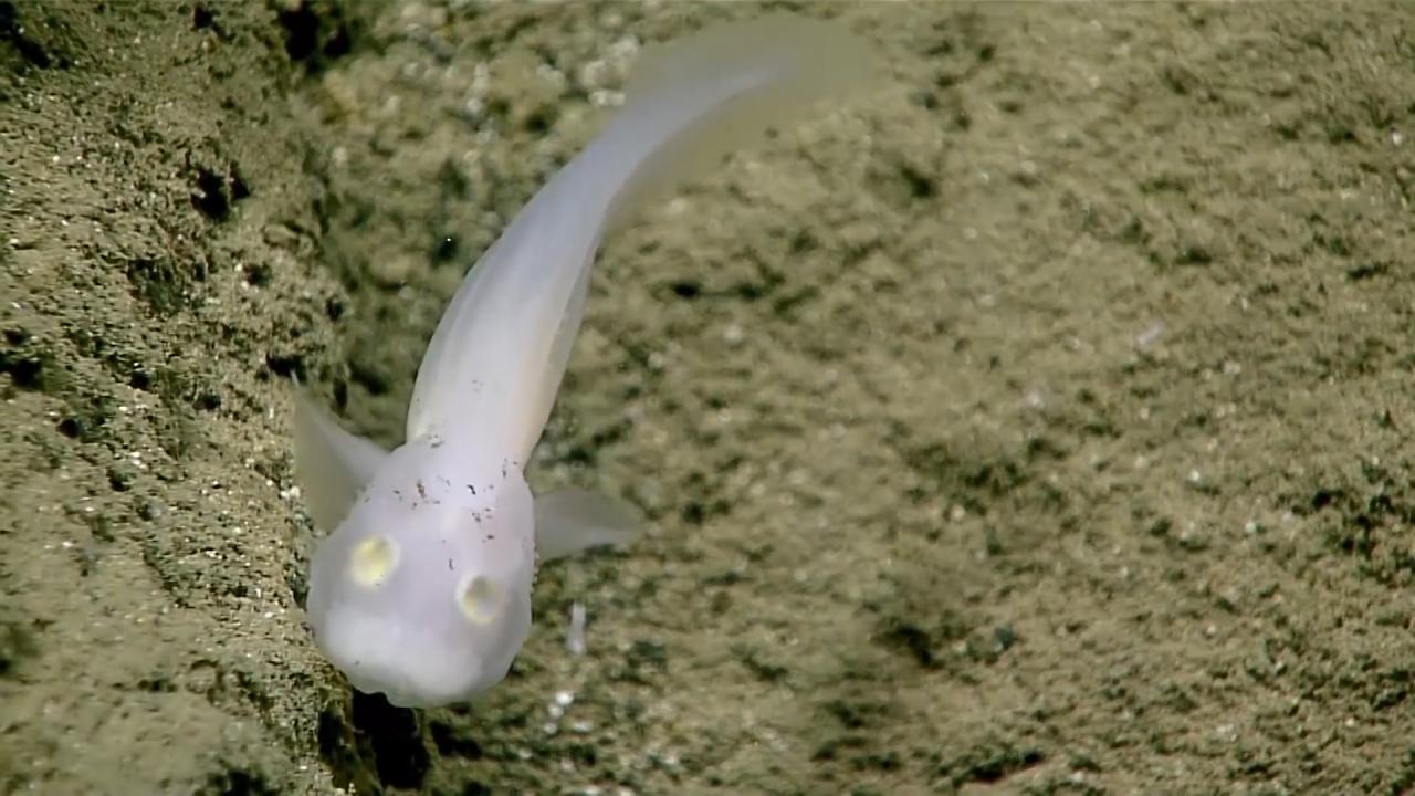 ¡El extraño pez fantasma!