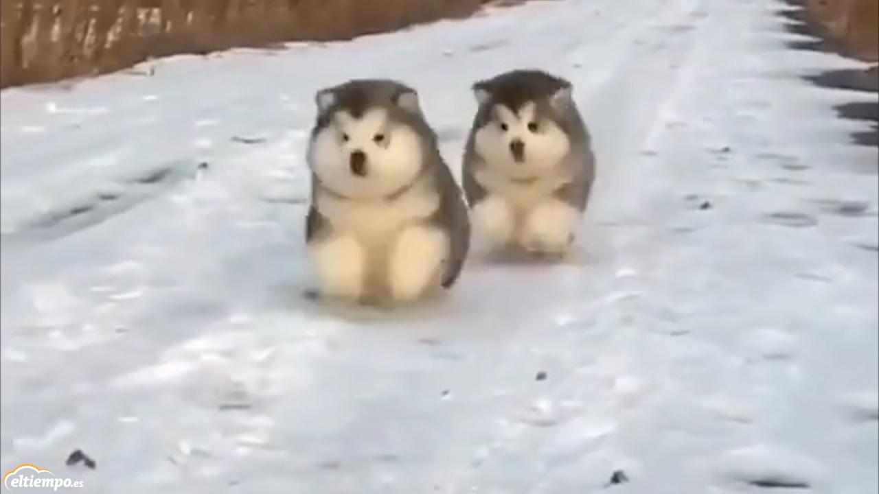 ¿Has visto algo más adorable que estos cachorros en la nieve?