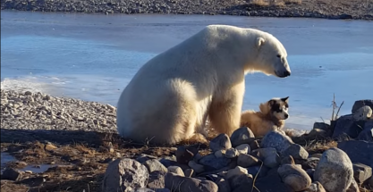 Resultado de imagen de oso polar escapando del fuego