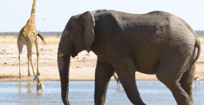 Los elefantes de África entran en peligro de extinción