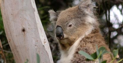 Australia pierde un tercio de su población de koalas